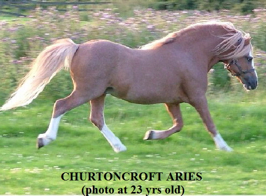 ChurtoncroftAries_TrotLeft