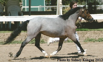 Lily_Brkside_Trot_Sep2012_Reduced